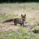 Red Fox with meal in its mouth