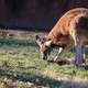 Red Kangaroo Side