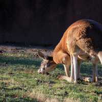 Red Kangaroo