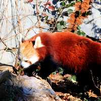 Red Panda