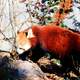 Red Panda