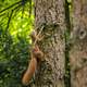 Red Squirrel Climbing up a Tree