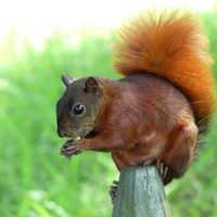 Red Squirrel eating nut