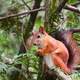 Red Squirrel sitting in Tree