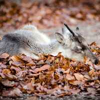 Reindeer sleeping on leaves