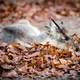 Reindeer sleeping on leaves