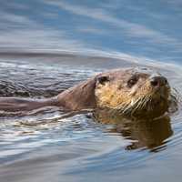 River otter, Swan Lake area swimming