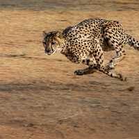 Running Cheetah on the african plains