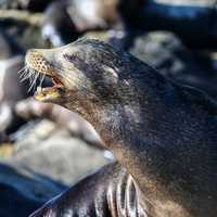 Sea Lion in a Colony