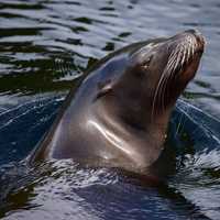 Sea Lion surfacing from the water