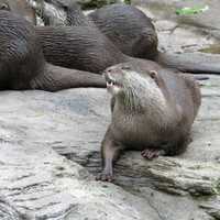 Sea Otter soaking up sun on the rocks