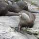 Sea Otter soaking up sun on the rocks