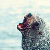 Seal Barking