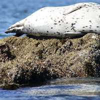 Seal resting on a rock