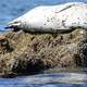 Seal resting on a rock