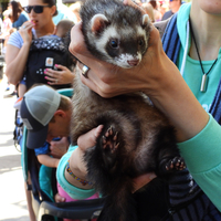 Service Ferret being held