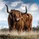 Shaggy Cattle livestock