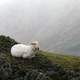 Sheep lying down in the hills