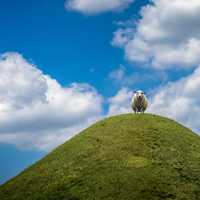 Sheep standing on top of a hill with clouds overhead