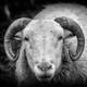 Sheep with horns closeup