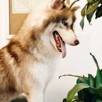 Siberian Husky with Tongue sticking out