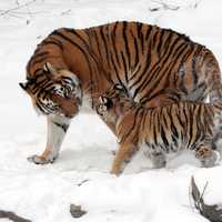 Siberian Tiger and Cub (Panthera tigris altaica)