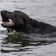 Side view of chocolate lab dog playing catch in the water