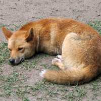 Sleeping Dingo - Canis lupus dingo