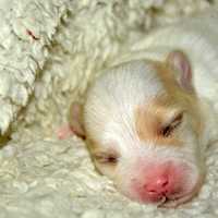 Small Baby Dog laying in bed