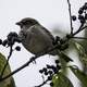 Small Bird on a Branch