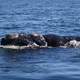 Southern Right Whale Surfacing -  Eubalaena australis