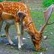 Spotted Deer with Antlers