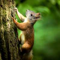 Squirrel climbing a tree