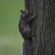 Squirrel Clinging onto the side of a tree