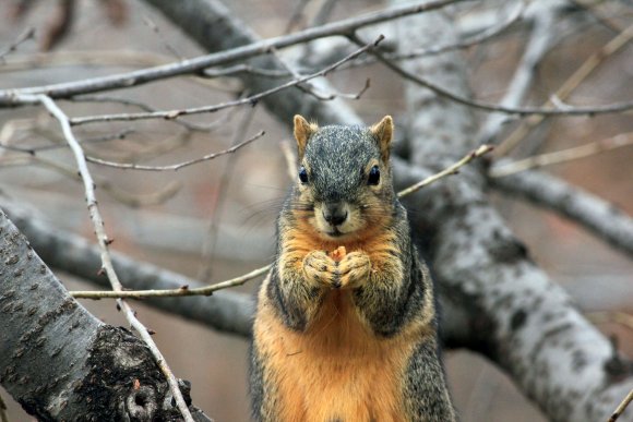 Squirrel Eating Nut