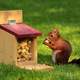 Squirrel Eating out of Bird Feeder