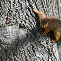 Squirrel hanging onto the tree