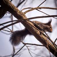 Squirrel in a tree in the wild