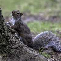 Squirrel Looking up at the tree