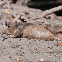 Squirrel rolling around on the ground