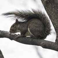 Squirrel Sitting on Tree Branch