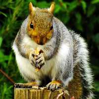 Squirrel standing on a tree stump eating a nut