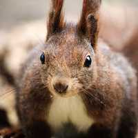 Squirrel with long ears