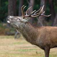 Stag Bellowing