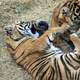 Sumatran Tiger Cubs