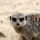 Suricate looking at you