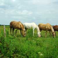 Three Horses feeding on grass