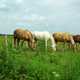 Three Horses feeding on grass