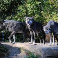 Three Hungry Wild Wolves
