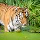 Tiger Near the shore in a pond